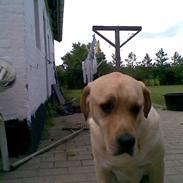 Labrador retriever Tarzan