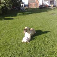 Labrador retriever Tarzan