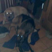 Labrador retriever Tarzan