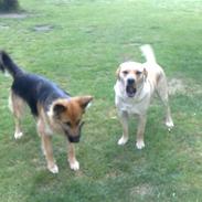 Labrador retriever Tarzan