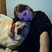 Labrador retriever Tarzan