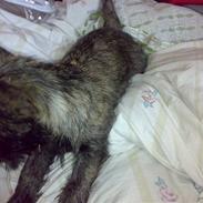 Cairn terrier BillieCairns Filicia