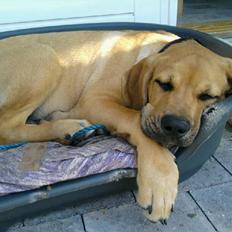 Blanding af racer Molly