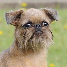 Griffon bruxellois Belle DKCH