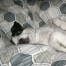 Jack russell terrier luigi