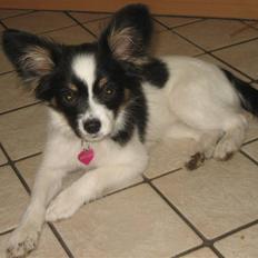 Papillon Gucci R.I.P