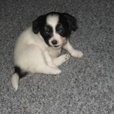 Papillon Gucci R.I.P