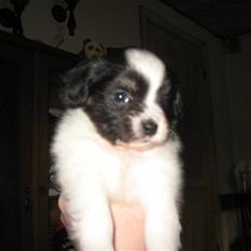Papillon Gucci R.I.P