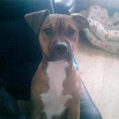 Blanding af racer Madikken