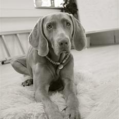 Weimaraner Bomlaz im Stoffer