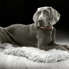 Weimaraner Bomlaz im Stoffer