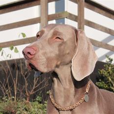 Weimaraner Bomlaz im Stoffer