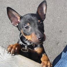 Dvaergpinscher Rødkildes - Murphi