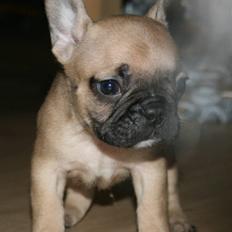 Fransk bulldog Balou