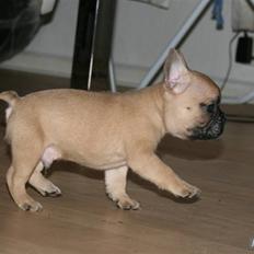 Fransk bulldog Balou