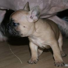 Fransk bulldog Balou