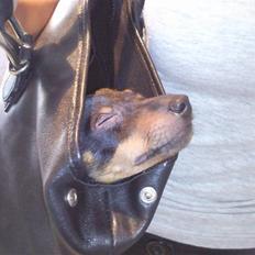 Dvaergpinscher Rødkildes - Murphi