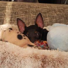 Dvaergpinscher Rødkildes - Murphi