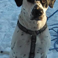 Blanding af racer pongo R.I.P
