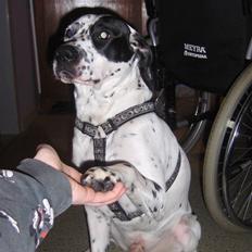 Blanding af racer pongo R.I.P