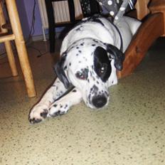 Blanding af racer pongo R.I.P