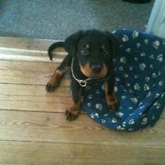 Rottweiler Pito