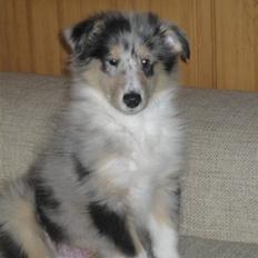 Collie langhåret Houdini