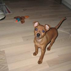 Dvaergpinscher Keno