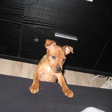 Dvaergpinscher Keno