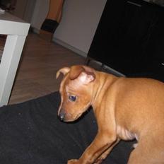 Dvaergpinscher Keno