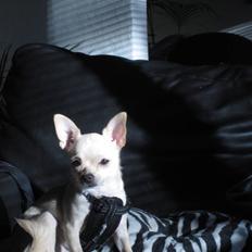 Chihuahua -.::.PaYa.::.