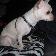 Chihuahua -.::.PaYa.::.