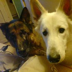 Schæferhund nicki *R.I.P*