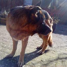 Schæferhund nicki *R.I.P*