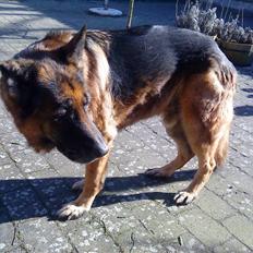 Schæferhund nicki *R.I.P*