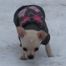 Chihuahua -.::.PaYa.::.