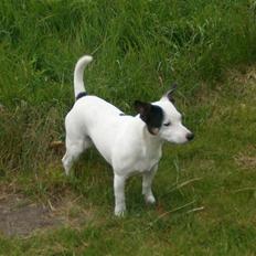 Jack russell terrier Nacho