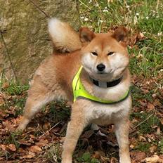 Shiba Maggi