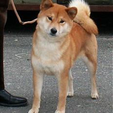 Shiba Maggi