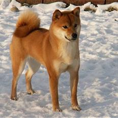 Shiba Panda