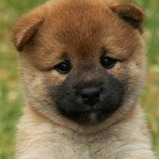 Shiba Panda