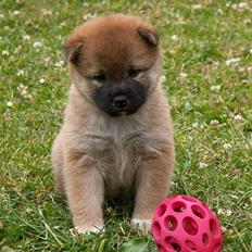 Shiba Panda