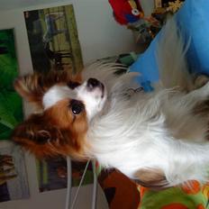 Papillon Kalle