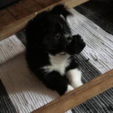 Blanding af racer Zita Chi/Papillon (RBM)