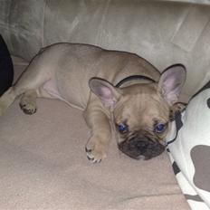 Fransk bulldog Bella