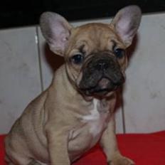 Fransk bulldog Bella