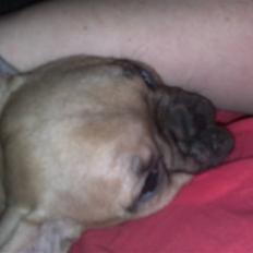 Fransk bulldog Bella