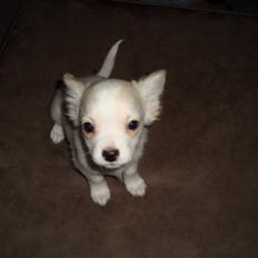 Chihuahua Lovely Isabella