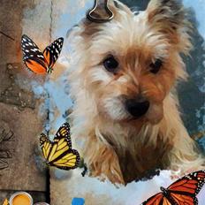 Cairn terrier <3 <3 Molly <3 <3