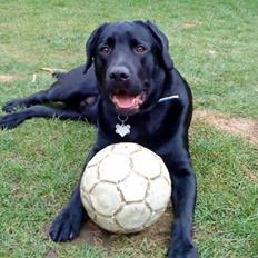Labrador retriever Max (16.06.2008 - 10.06.2020)
